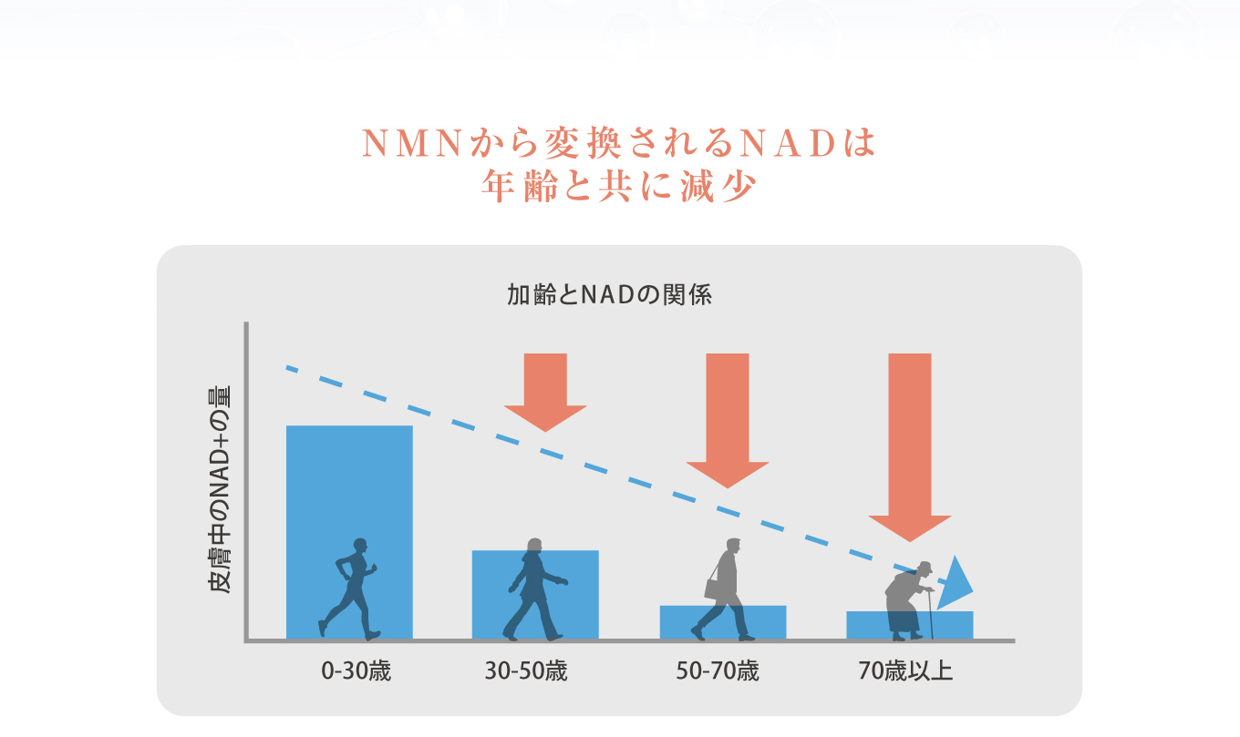 NMNから変換されるNADは年齢と共に減少