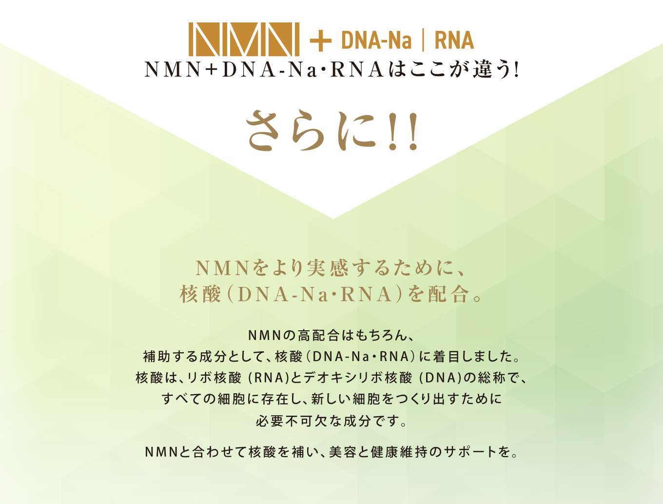 NMN+DNA-Na・RNAはここが違う！ さらにNMNをより実感するために、核酸（DNA-Na・RNA）を配合。 NMNの高配合はもちろん、補助する成分として、核酸（DNA-Na・RNA）に着目しました。核酸は、リボ核酸 (RNA)とデオキシリボ核酸 (DNA)の総称で、すべての細胞に存在し、新しい細胞をつくり出すために必要不可欠な成分です。NMNと合わせて核酸を補い、美容と健康維持のサポートを。