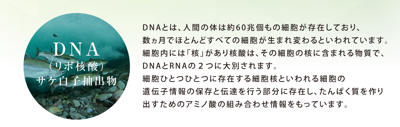 DNA（リボ核酸）サケ白子抽出物:DNAとは、人間の体は約60兆個もの細胞が存在しており、数ヵ月でほとんどすべての細胞が生まれ変わるといわれています。細胞内には「核」があり核酸は、その細胞の核に含まれる物質で、DNAとRNAの２つに大別されます。細胞ひとつひとつに存在する細胞核といわれる細胞の遺伝子情報の保存と伝達を行う部分に存在し、たんぱく質を作り出すためのアミノ酸の組み合わせ情報をもっています。