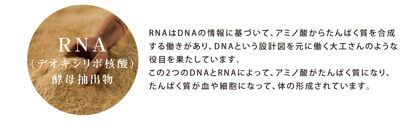 RNA（デオキシリボ核酸）酵母抽出物:RNAはDNAの情報に基づいて、アミノ酸からたんぱく質を合成する働きがあり、DNAという設計図を元に働く大工さんのような役目を果たしています。この2つのDNAとRNAによって、アミノ酸がたんぱく質になり、たんぱく質が血や細胞になって、体の形成されています。