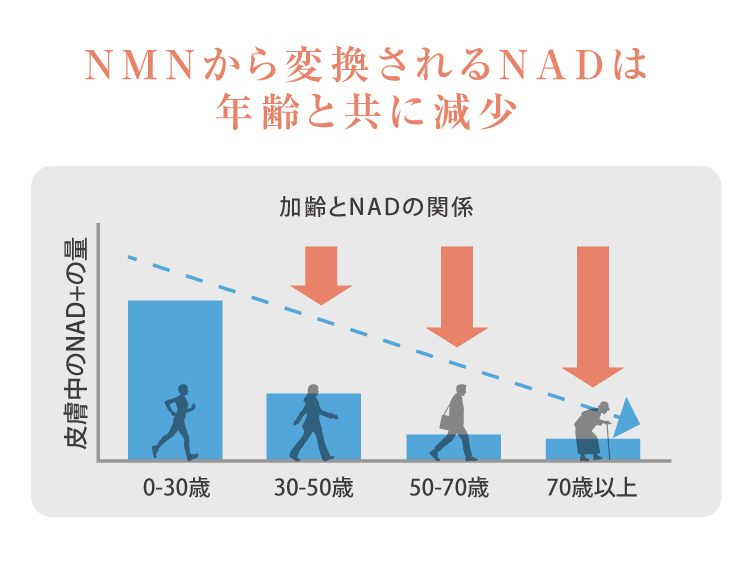 NMNから変換されるNADは年齢と共に減少