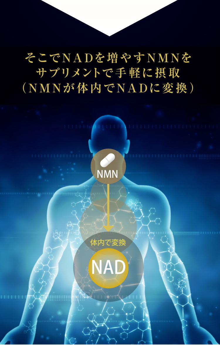 そこでNADを増やすNMNをサプリメントで手軽に摂取（NMNが体内でNADに変換）