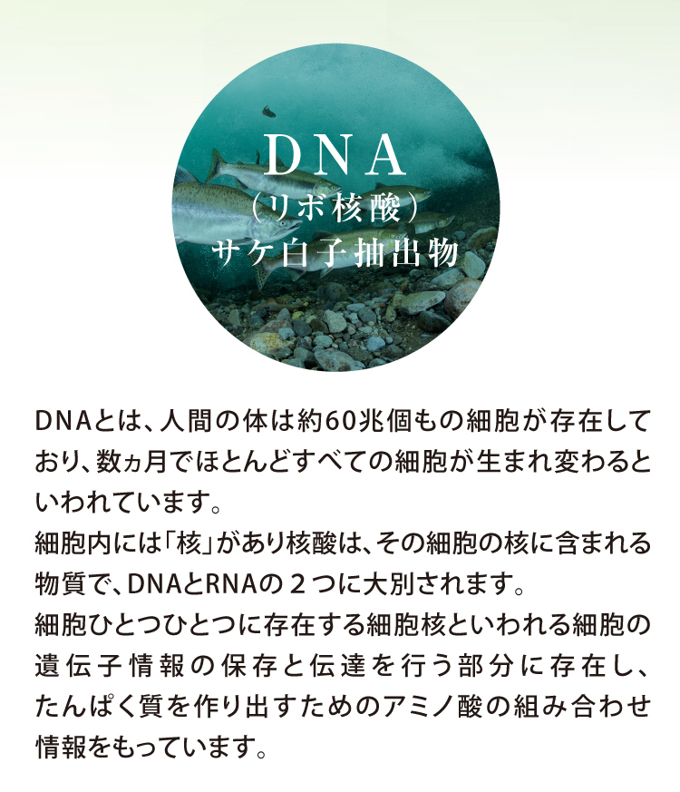 DNA（リボ核酸）サケ白子抽出物:DNAとは、人間の体は約60兆個もの細胞が存在しており、数ヵ月でほとんどすべての細胞が生まれ変わるといわれています。細胞内には「核」があり核酸は、その細胞の核に含まれる物質で、DNAとRNAの２つに大別されます。細胞ひとつひとつに存在する細胞核といわれる細胞の遺伝子情報の保存と伝達を行う部分に存在し、たんぱく質を作り出すためのアミノ酸の組み合わせ情報をもっています。