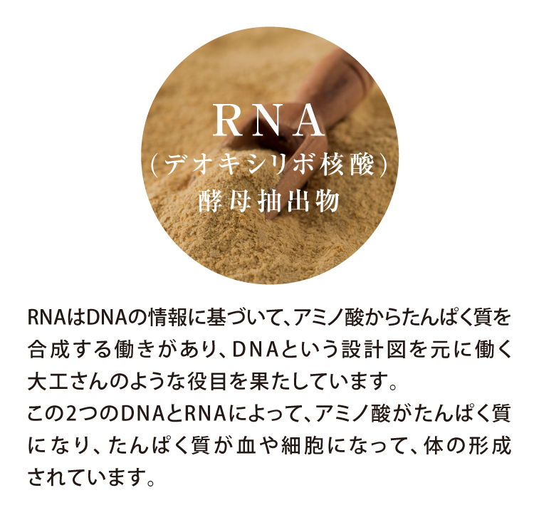 RNA（デオキシリボ核酸）酵母抽出物:RNAはDNAの情報に基づいて、アミノ酸からたんぱく質を合成する働きがあり、DNAという設計図を元に働く大工さんのような役目を果たしています。この2つのDNAとRNAによって、アミノ酸がたんぱく質になり、たんぱく質が血や細胞になって、体の形成されています。